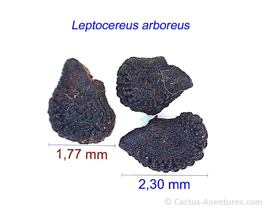 Leptocereus arboreus JMA